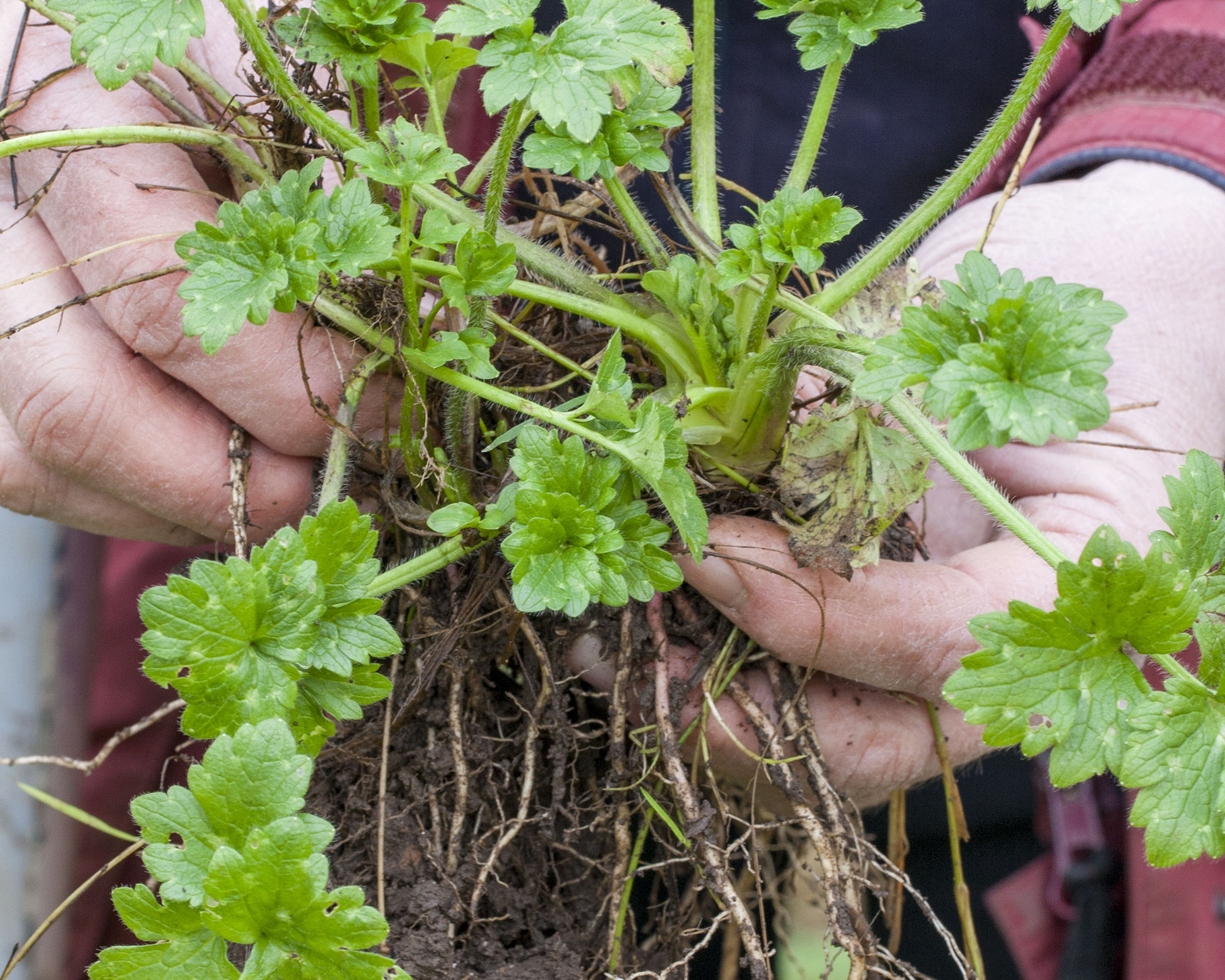 Creeping buttercup weeds pulled up
