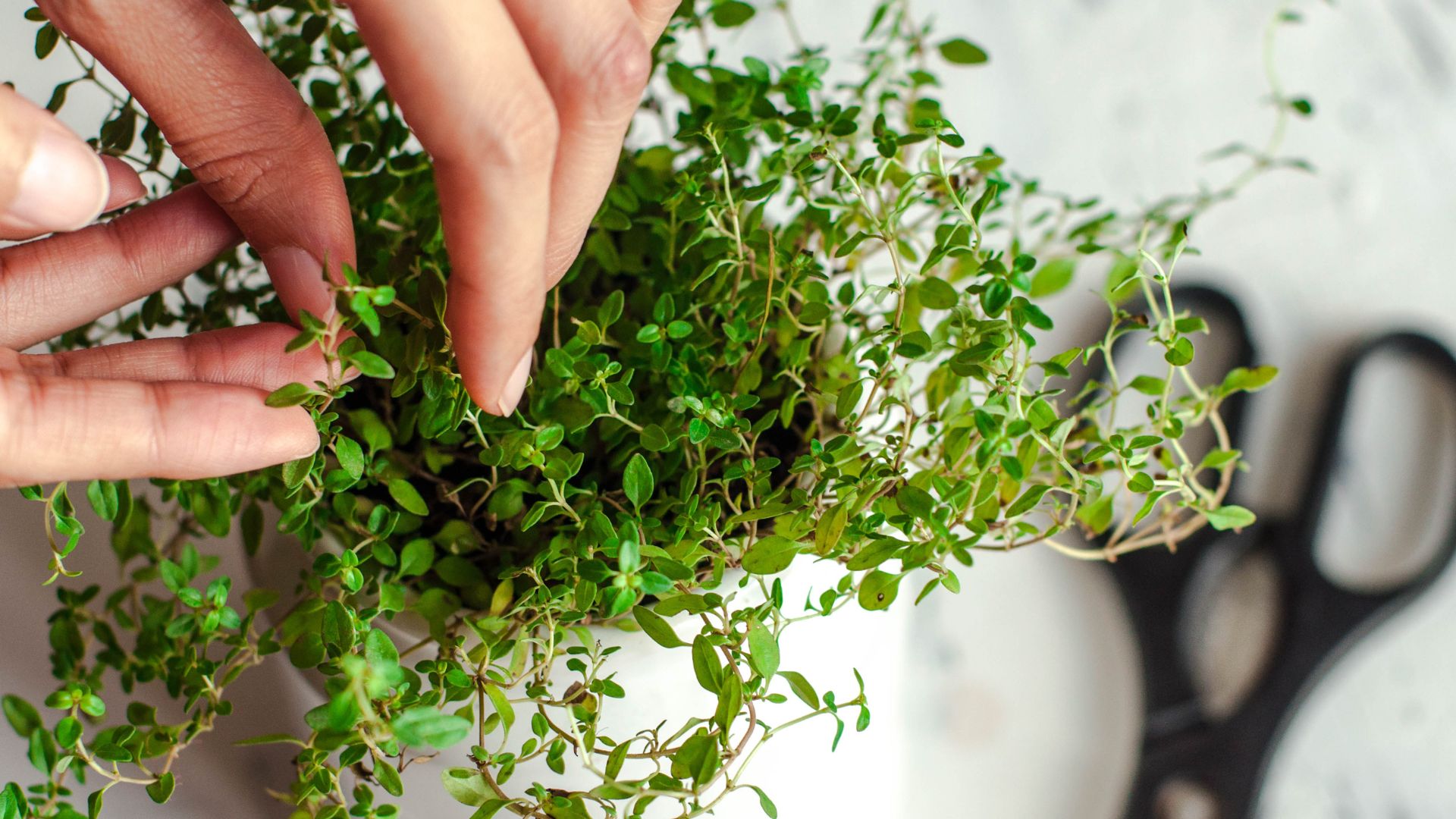 Thyme (Thymus vulgaris)