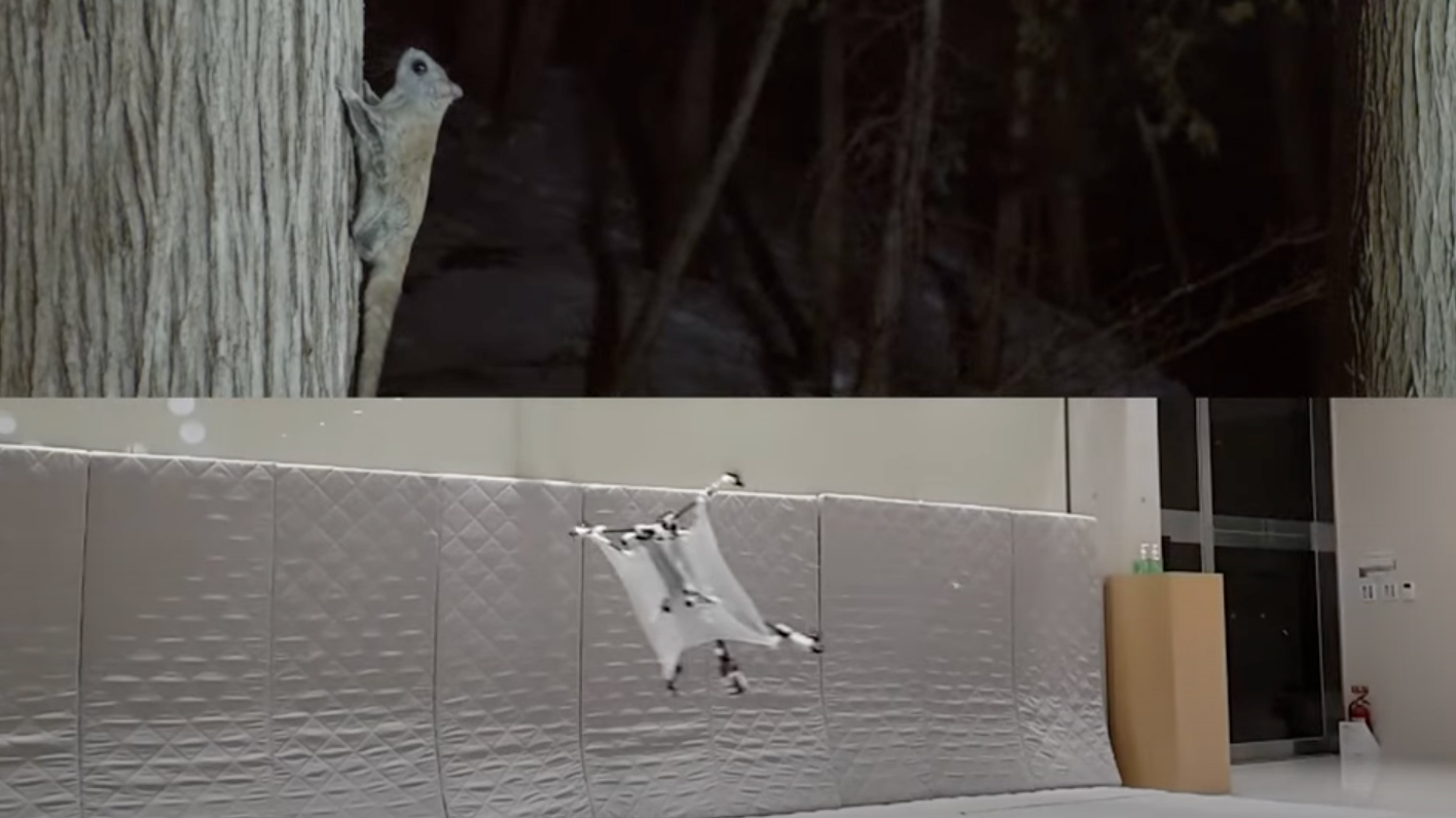 Flying Squirrel and drone design inspired by it split