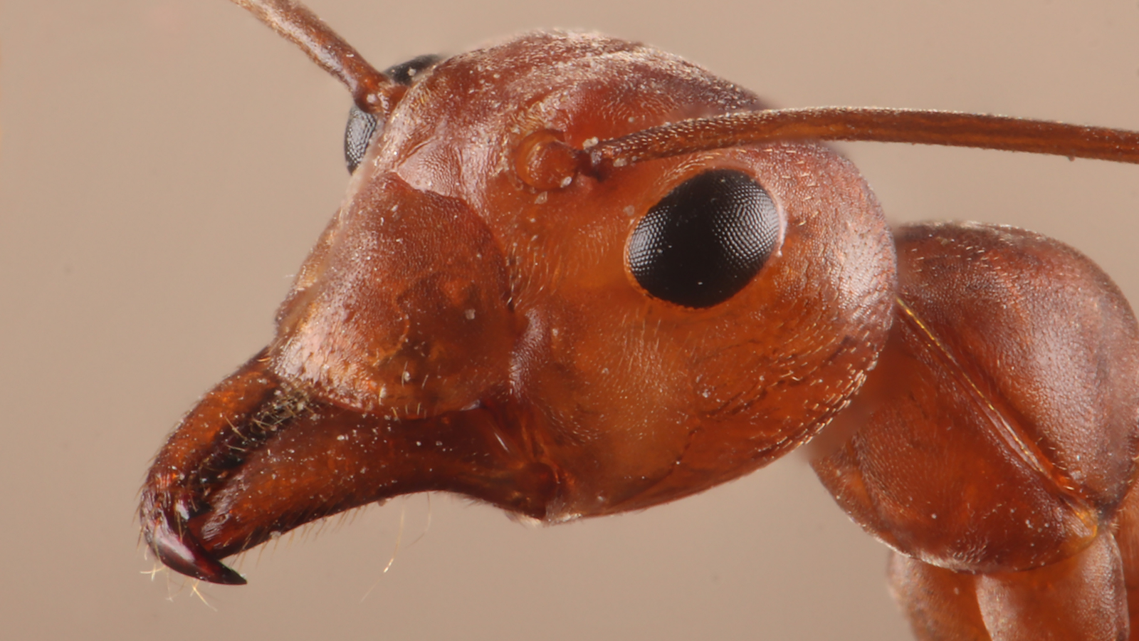 Close-up of an ants head.