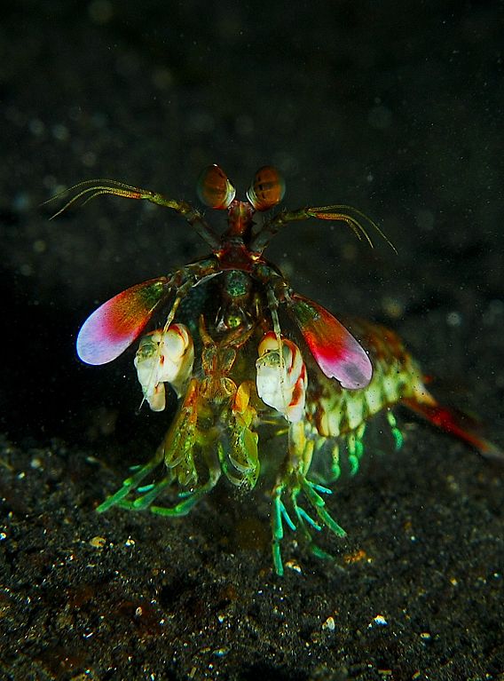 A mantis shrimp