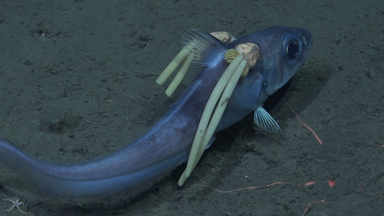 A rattail deep sea fish swims close the sea floor with two parasitic copepods attached to its head.
