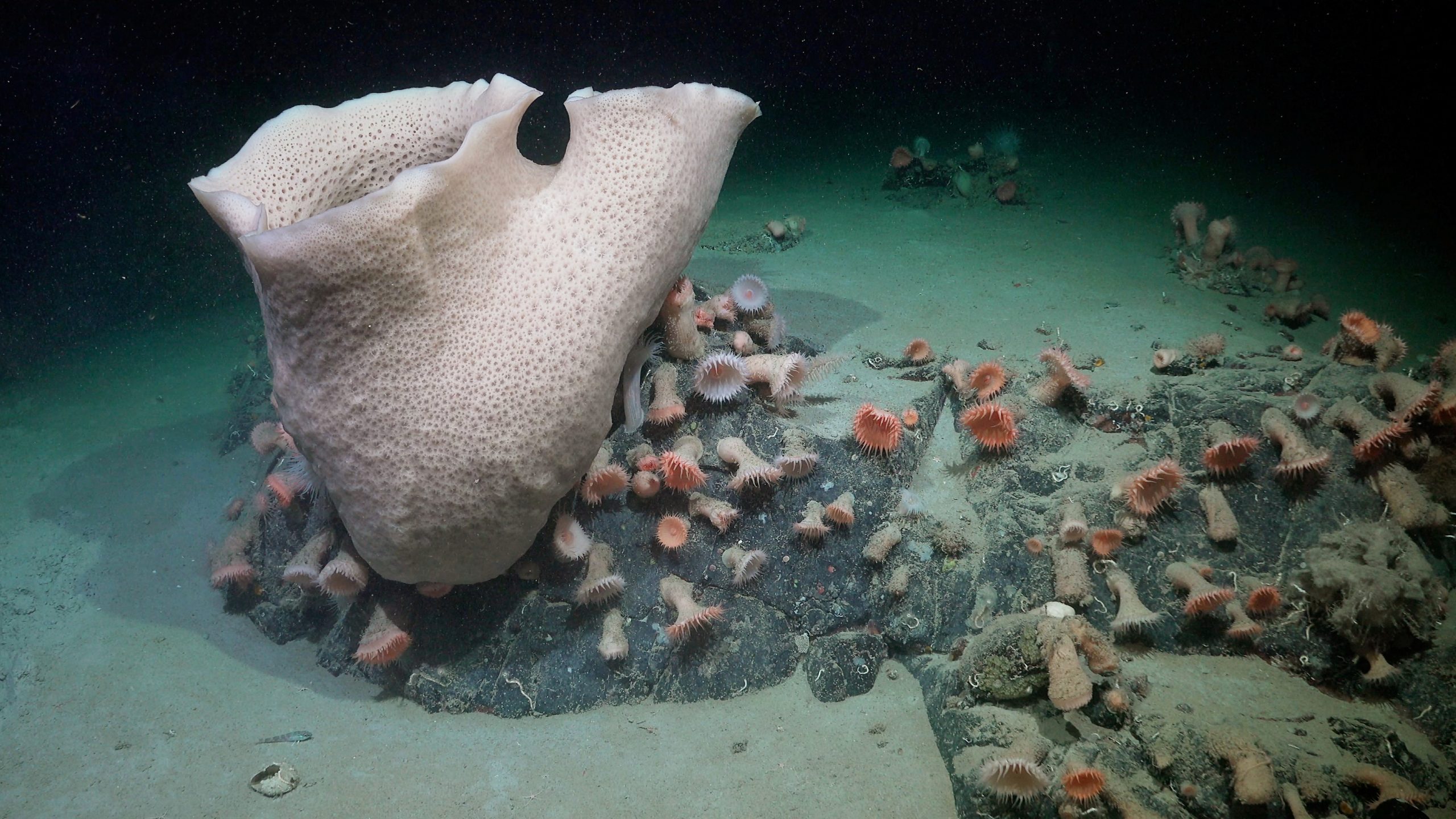 A large sponge and a cluster of anenomes are seen among other lifeforms beneath the George IV Ice Shelf.