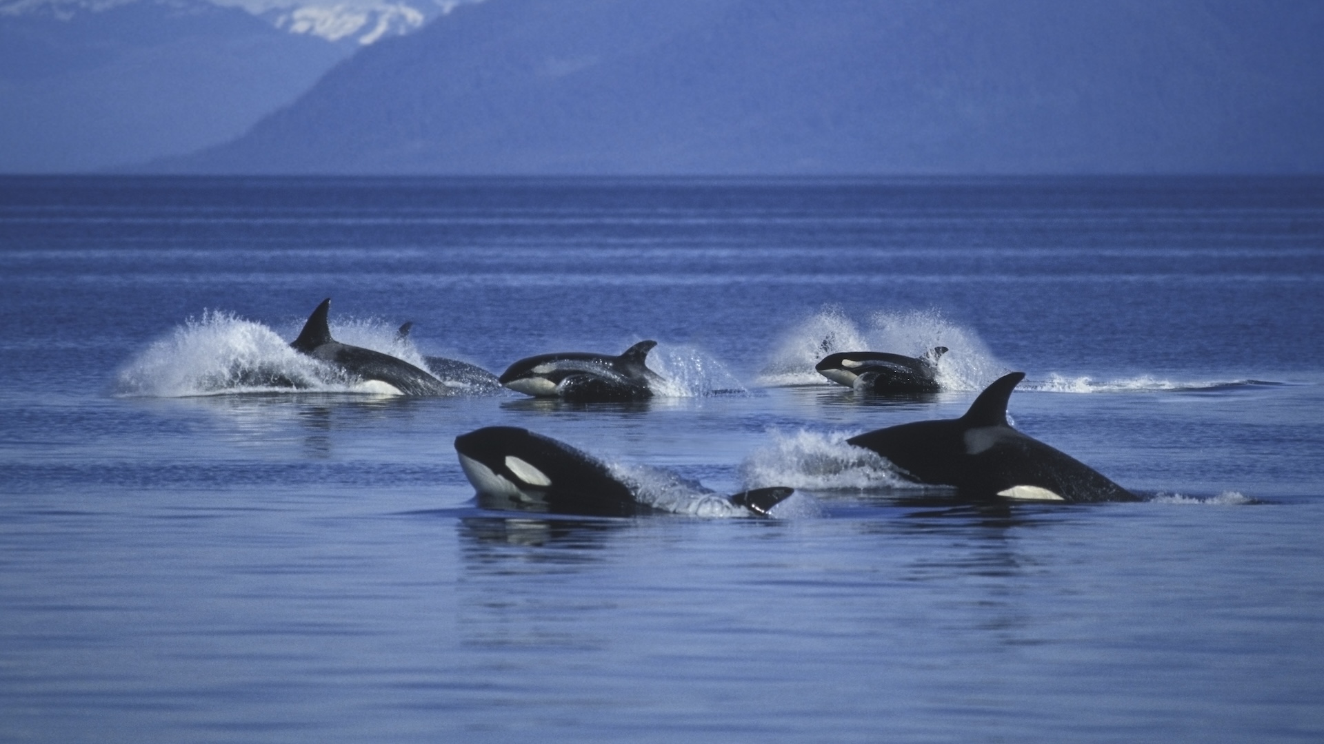 A group of six orcas breaches the surface of the water
