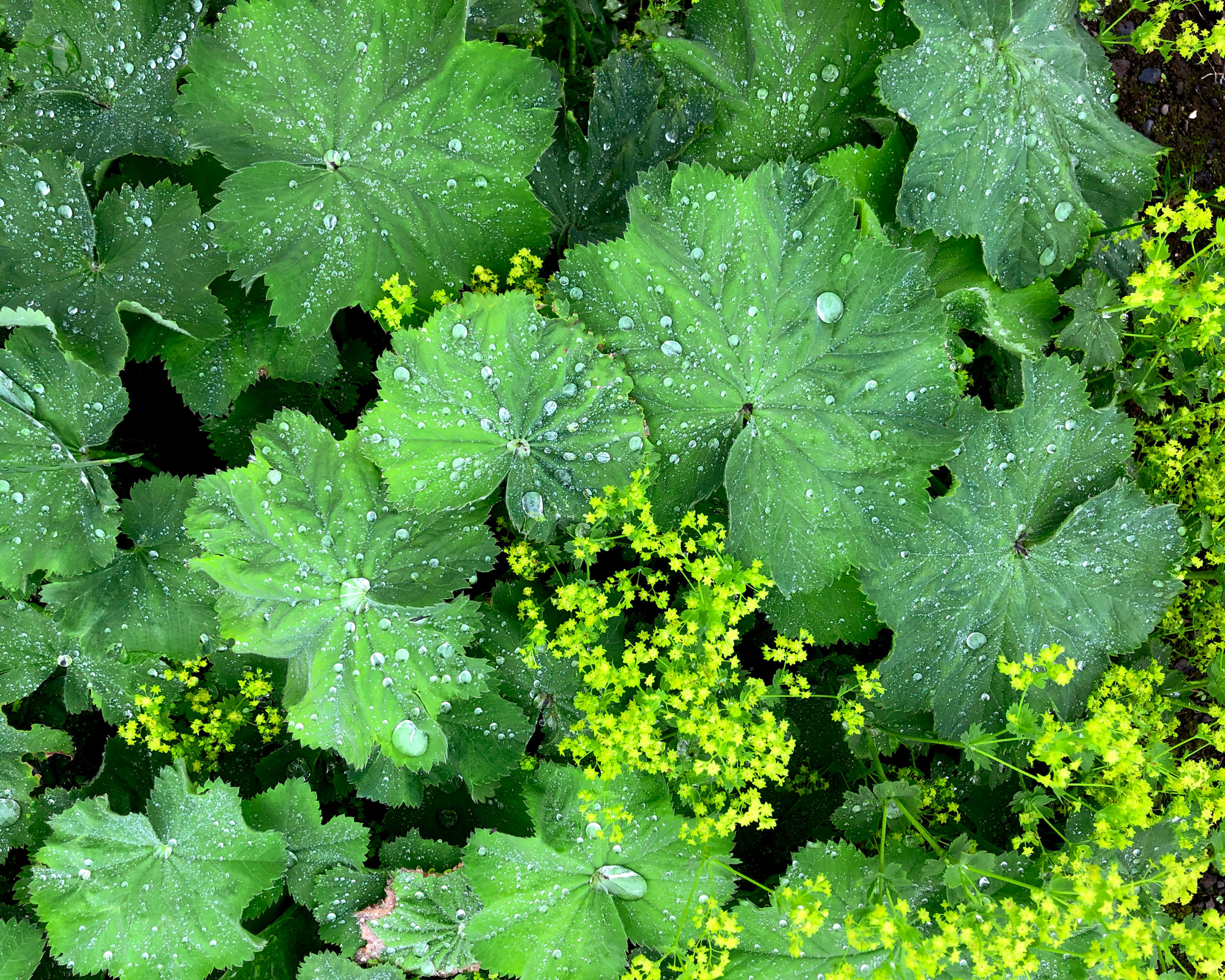 Alchemilla mollis