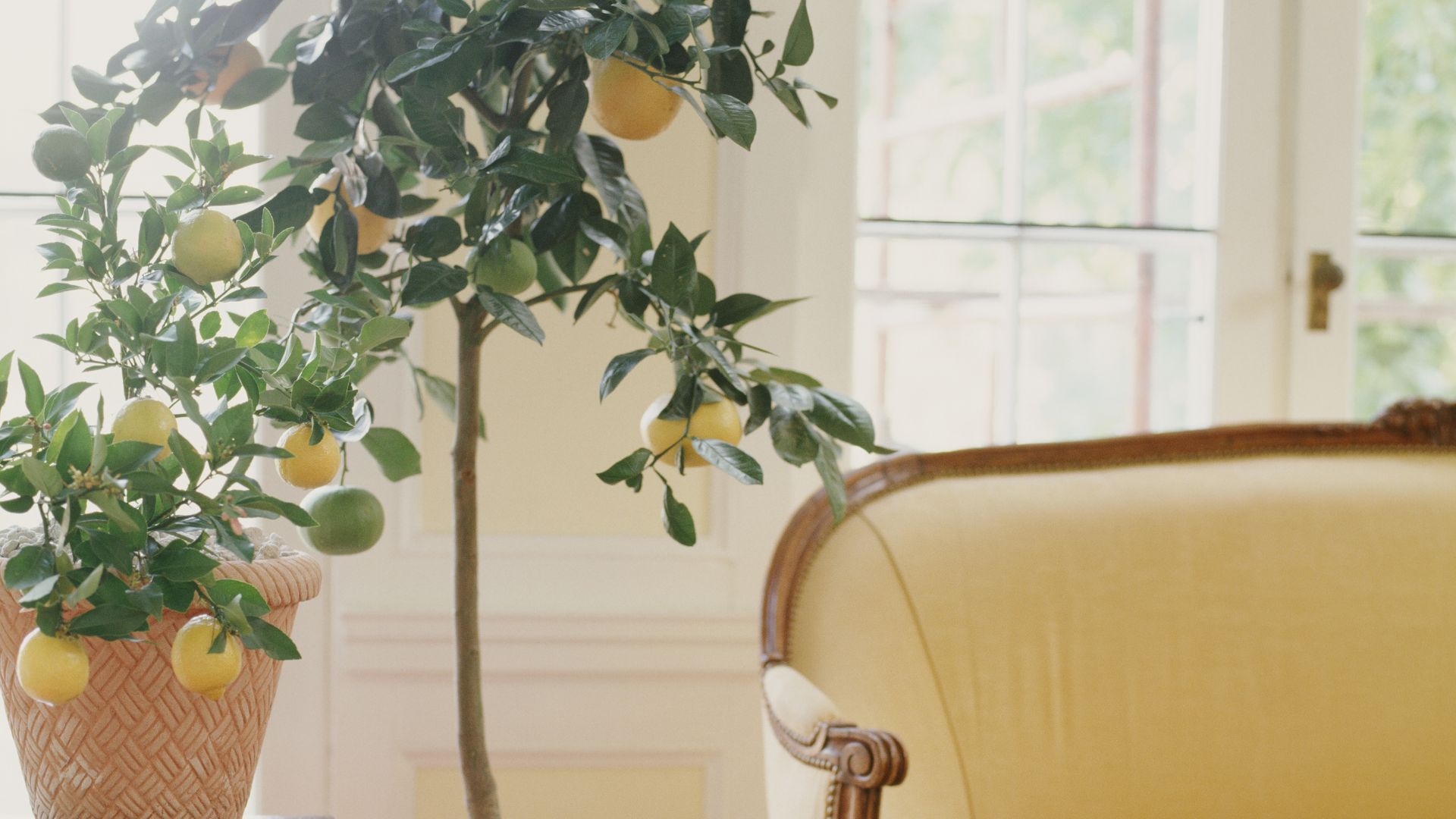 Lemon Tree (Citrus limon)