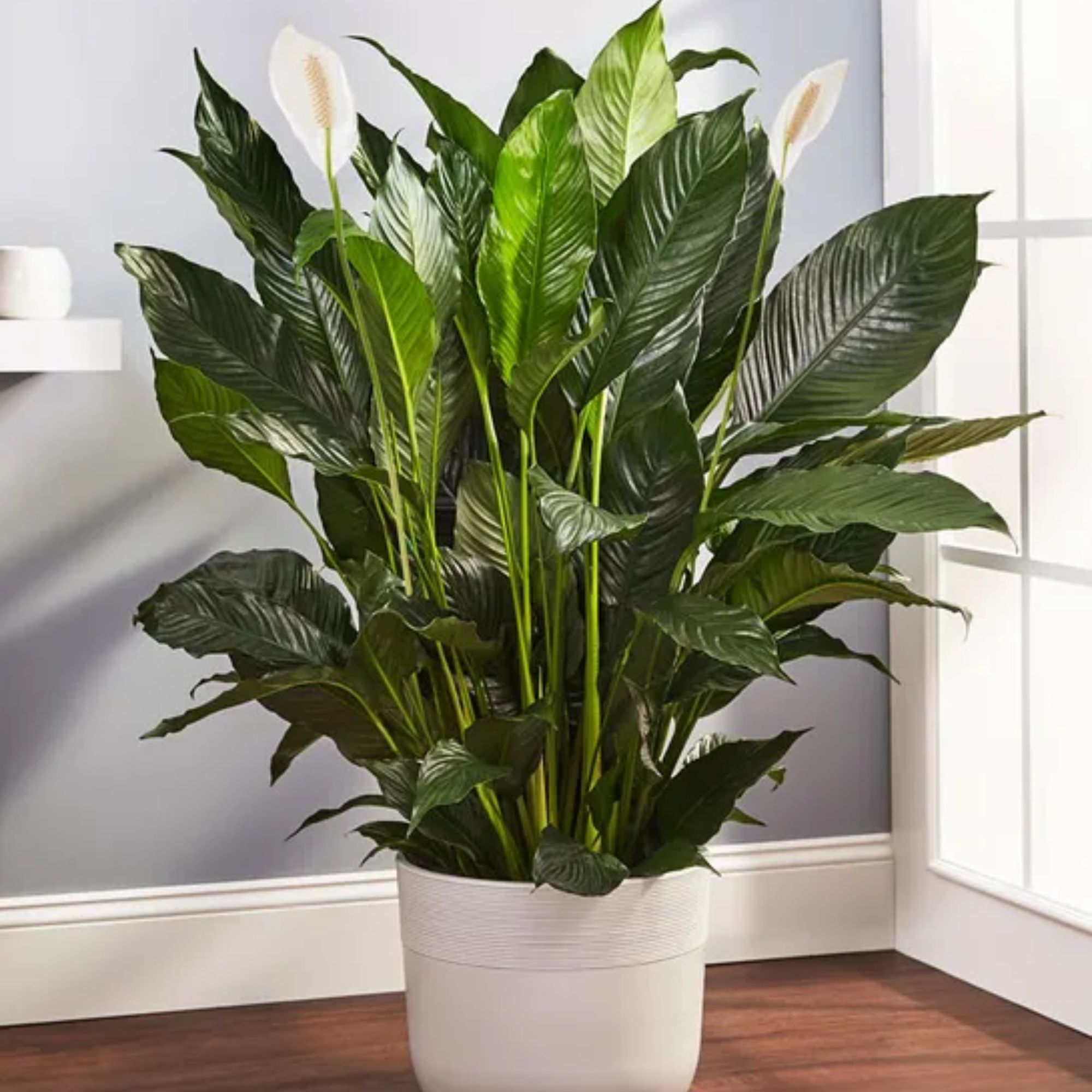 A large peace lily in a white pot in the corner of a room