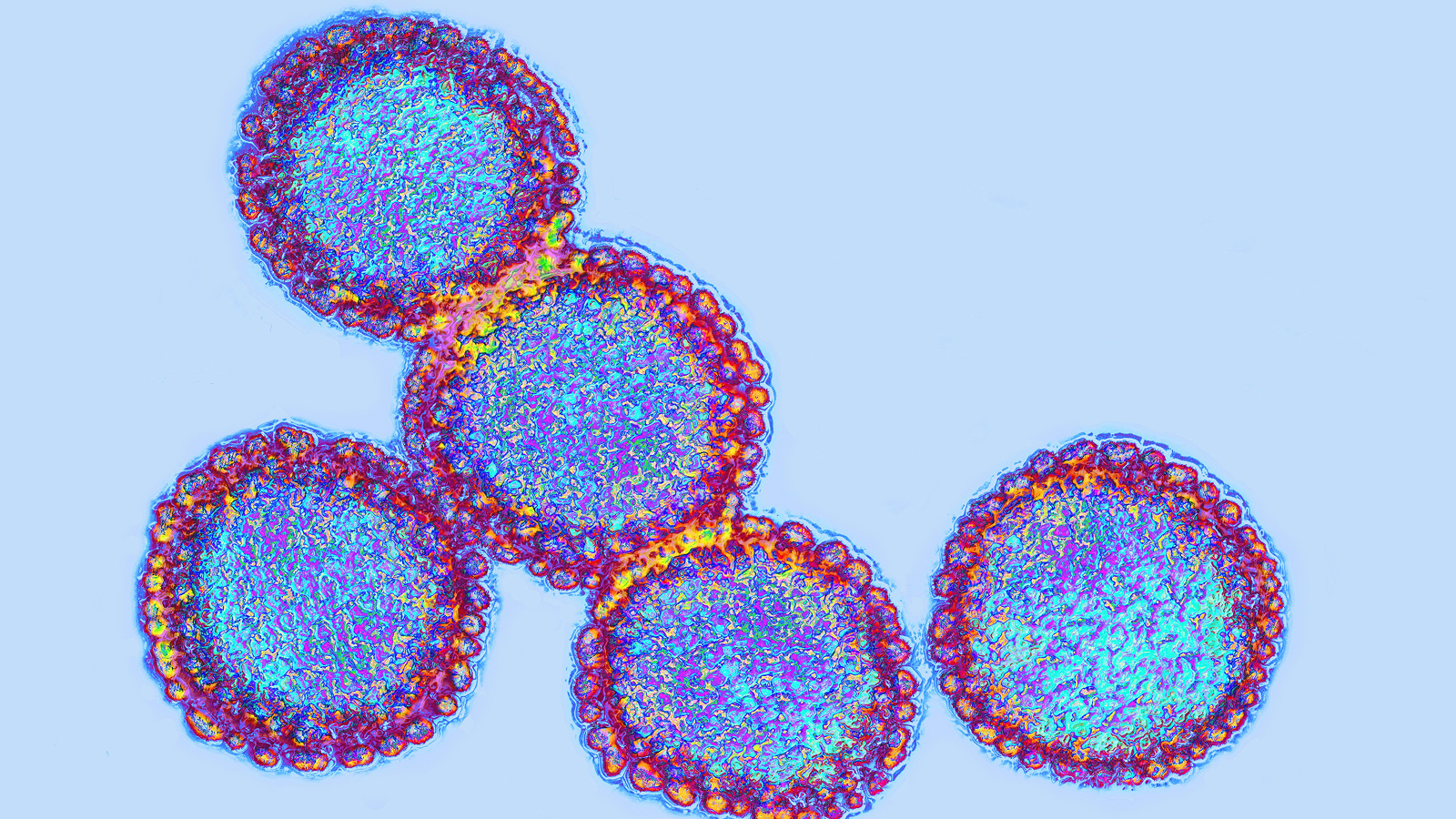 Image of five influenza viruses, depicted in bright colors