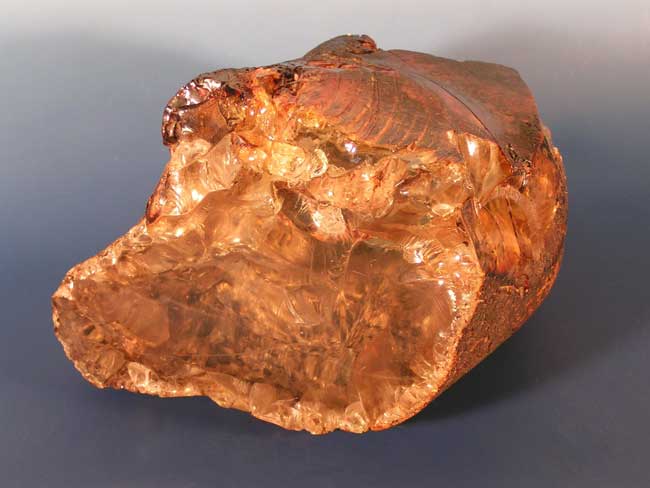 Ancient Life Trapped in Amber