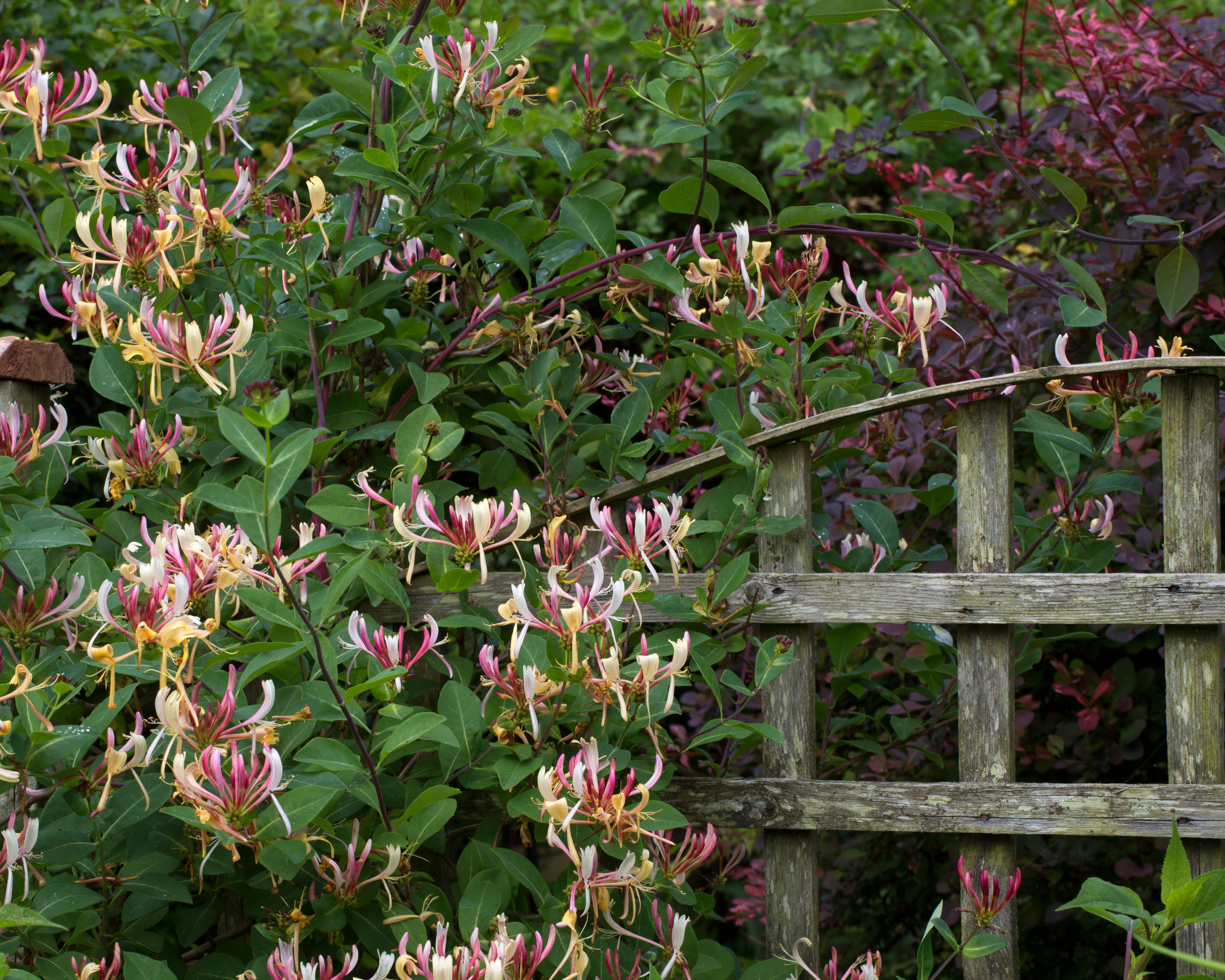 honeysuckle growing along a fence