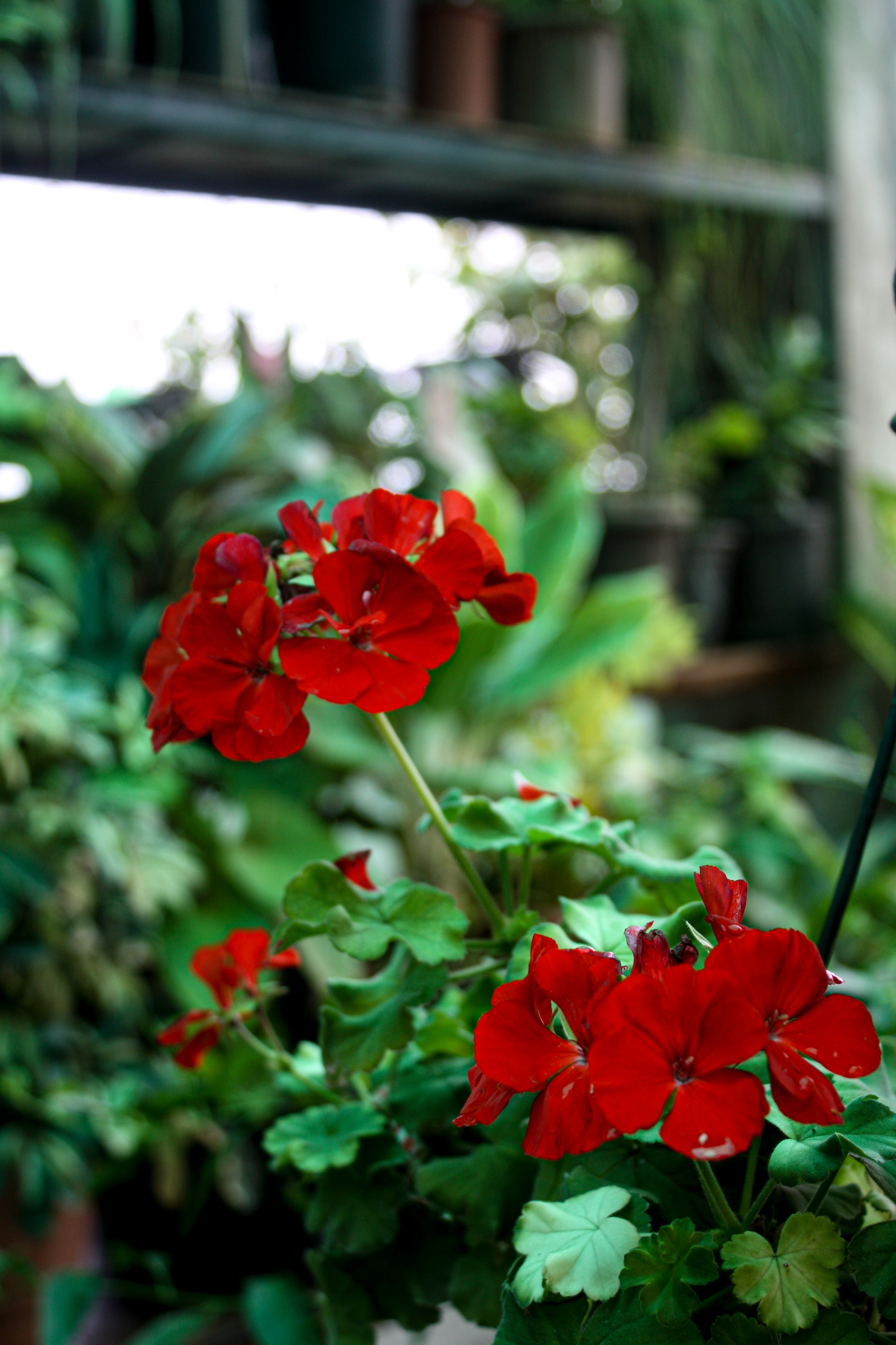 South facing garden ideas