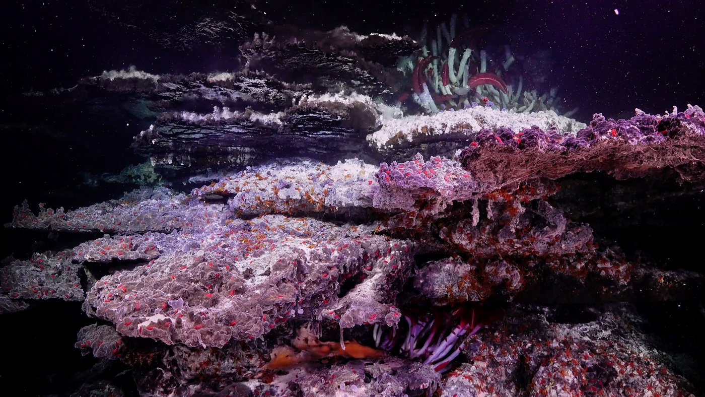 Hot hydrothermal fluids shimmer in otherworldly silver at an astounding new vent site discovered in the Gulf of California.
