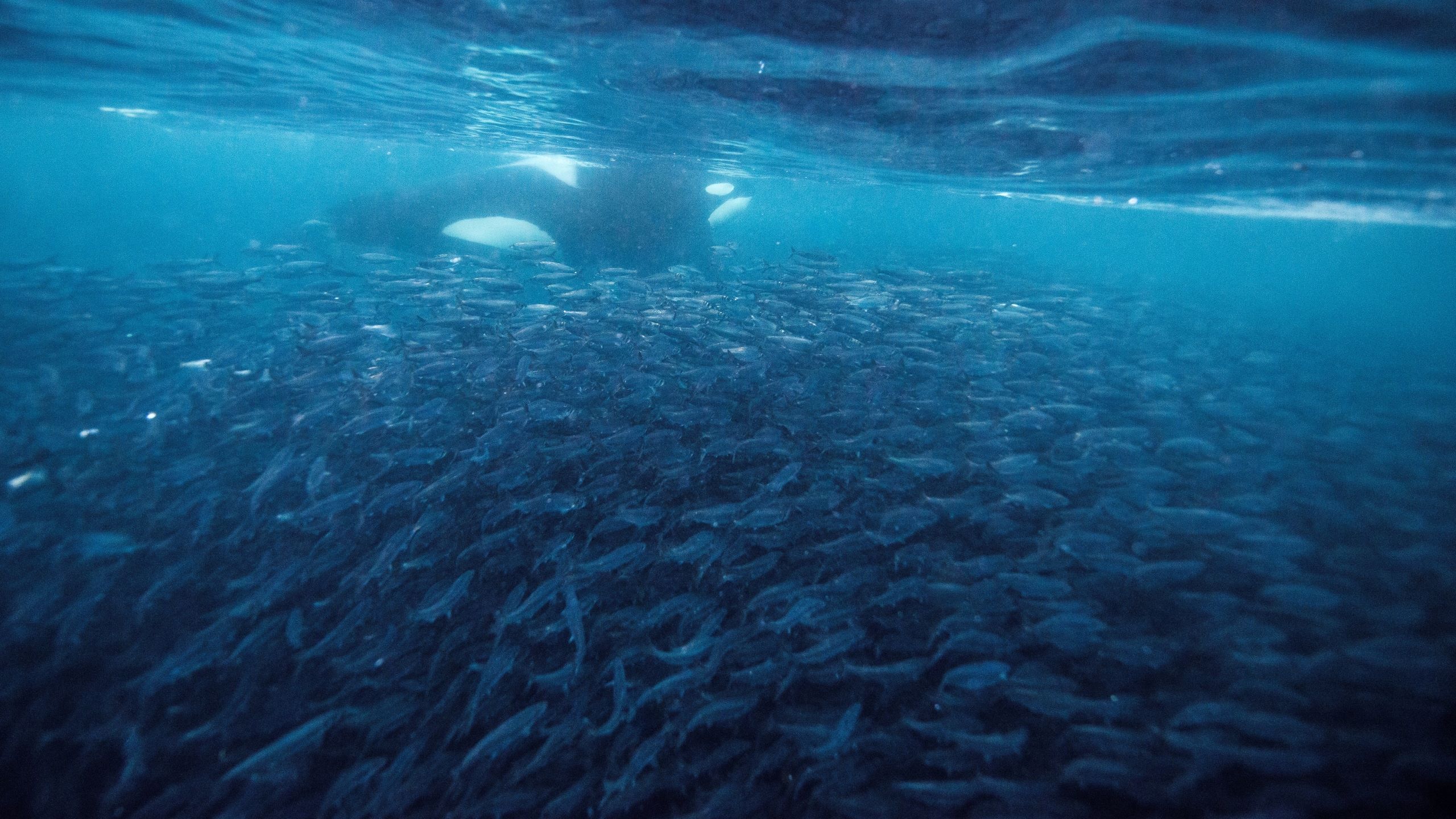 An underwater picture of an orca next to a large group of herring off Andenes in Norway.