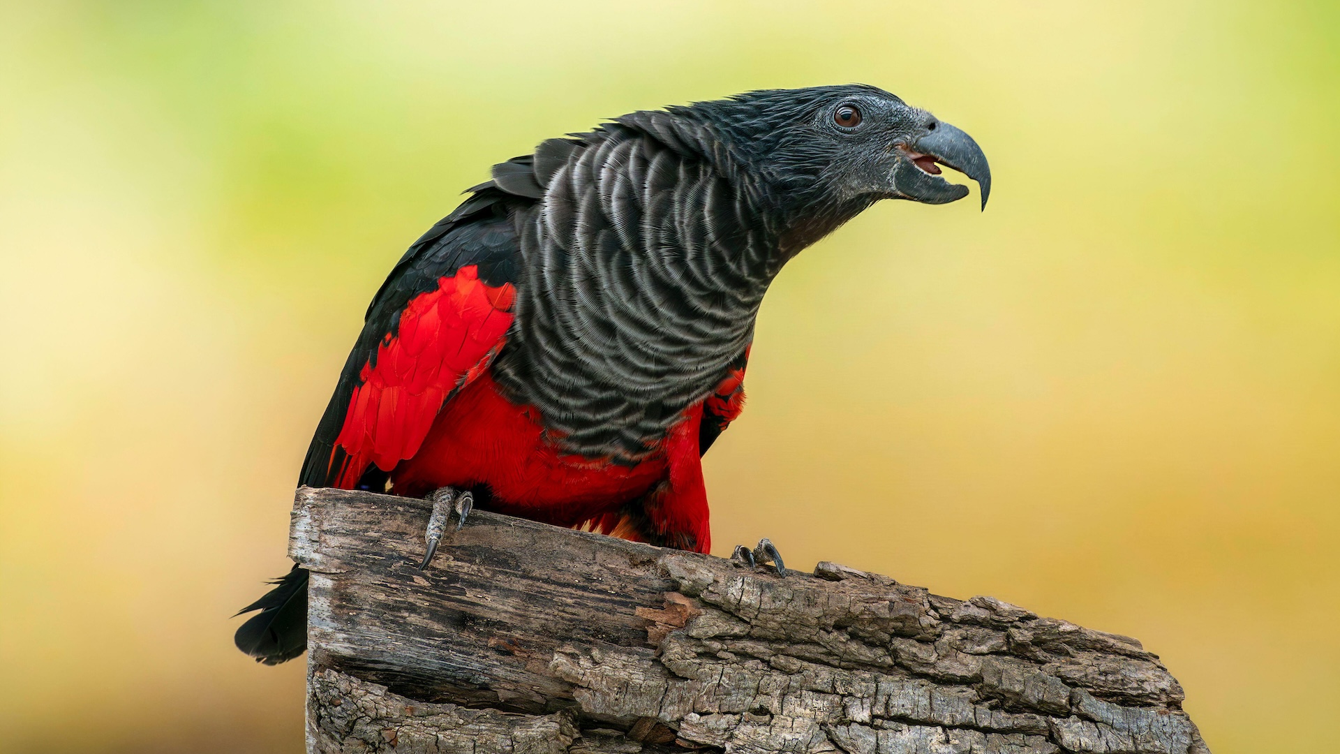 a picture of a red and black parrot