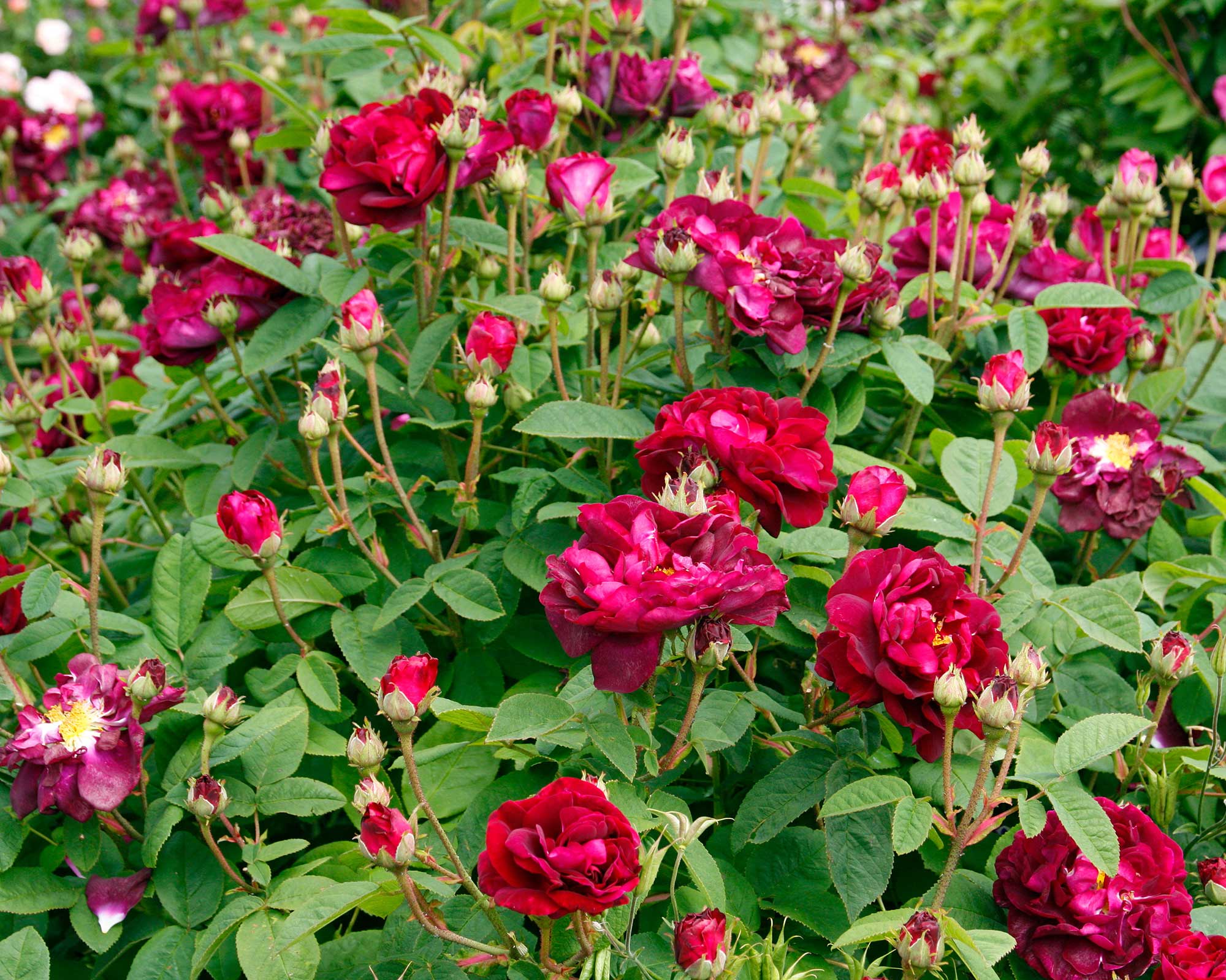 'Tuscany Superb' rose