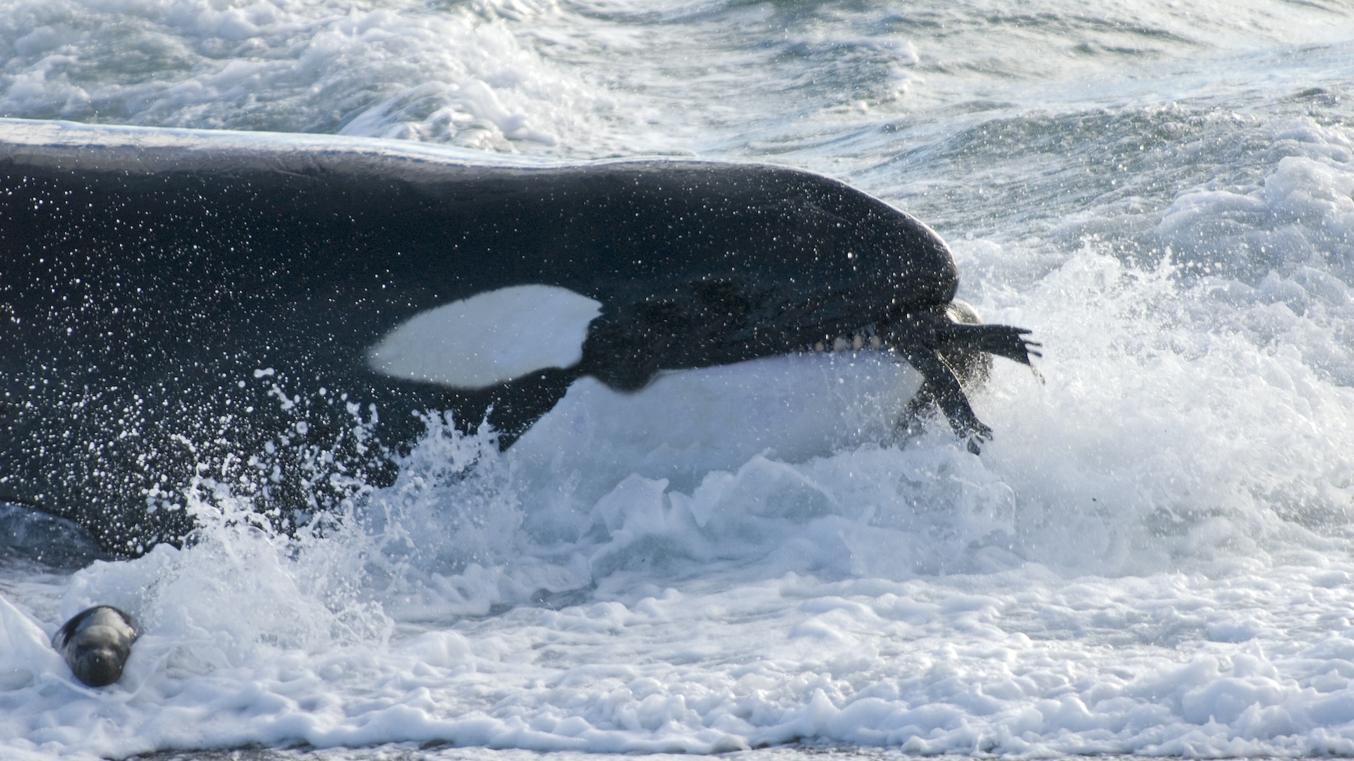 An orca hunting a sea lion