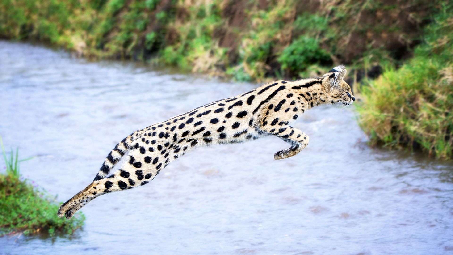 Serval Cat jumping from a bank into a river