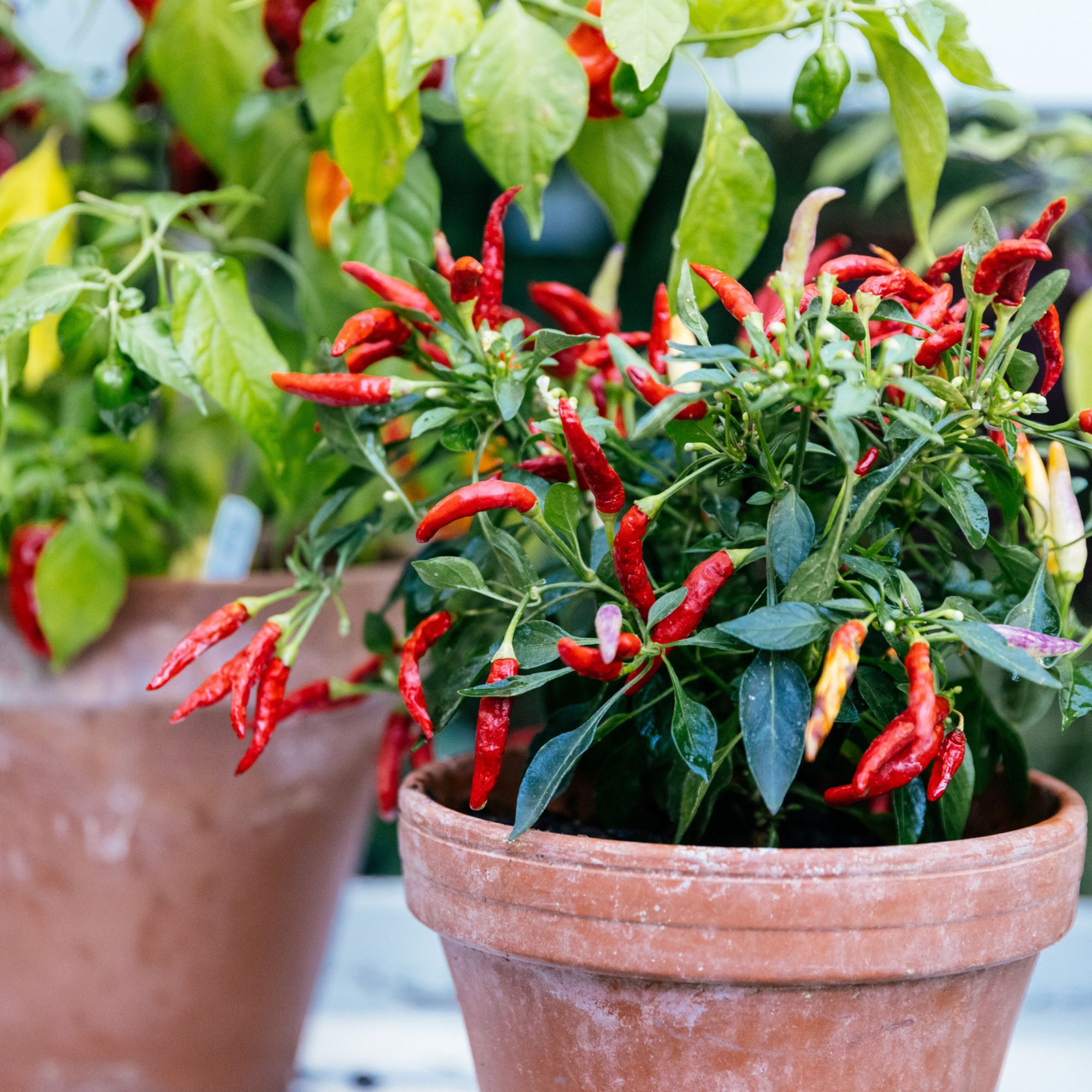 Peppers and tomatoes growing on windowsill