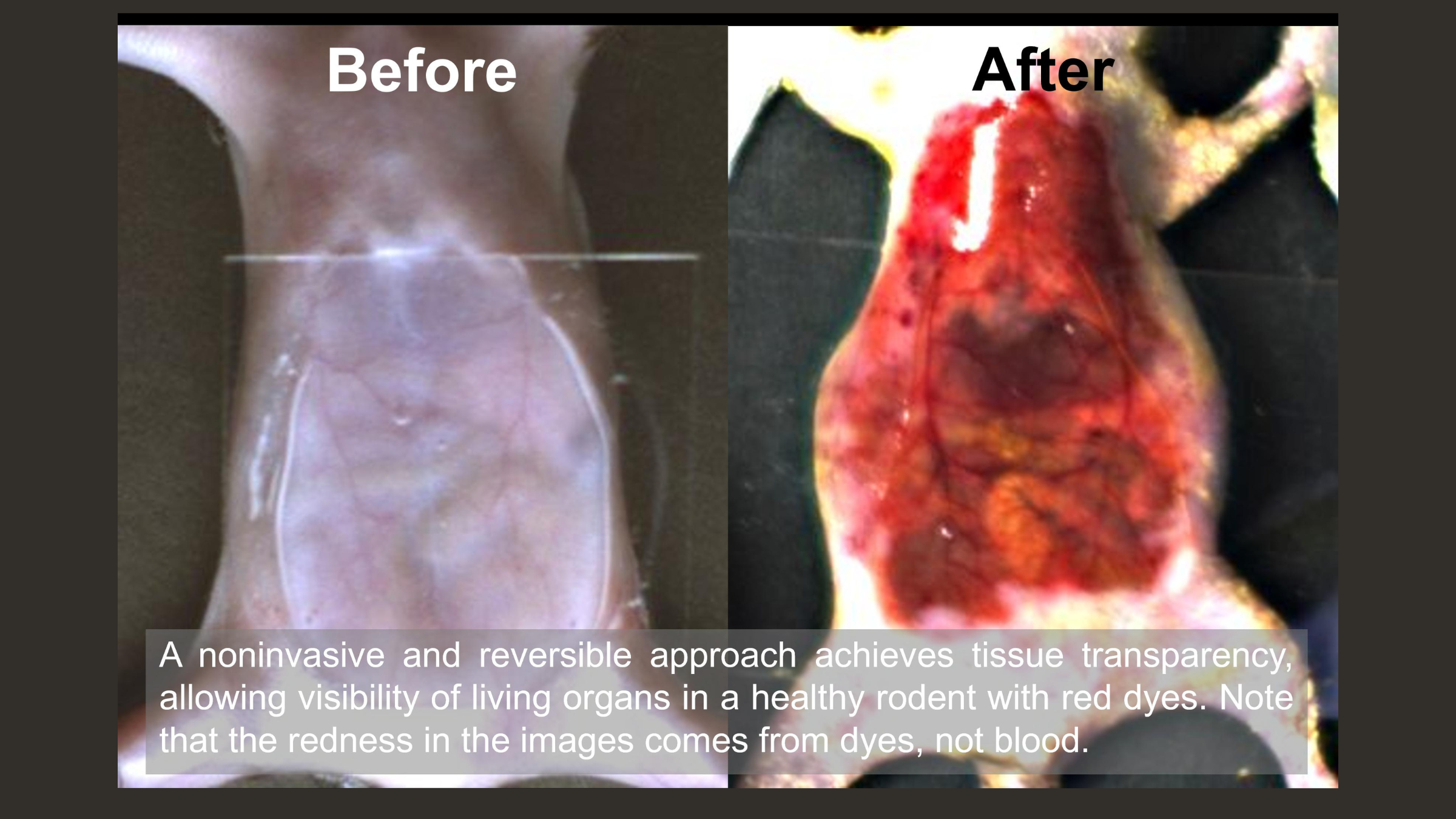 Two side-by-side images of the abdomen of a mouse before (on the left) and after (on the right) treatment with the new solution. On the left image, the mouse's abdomen looks like normal, whereas on the right image the abdomen is bright red and the organs within it can be seen.