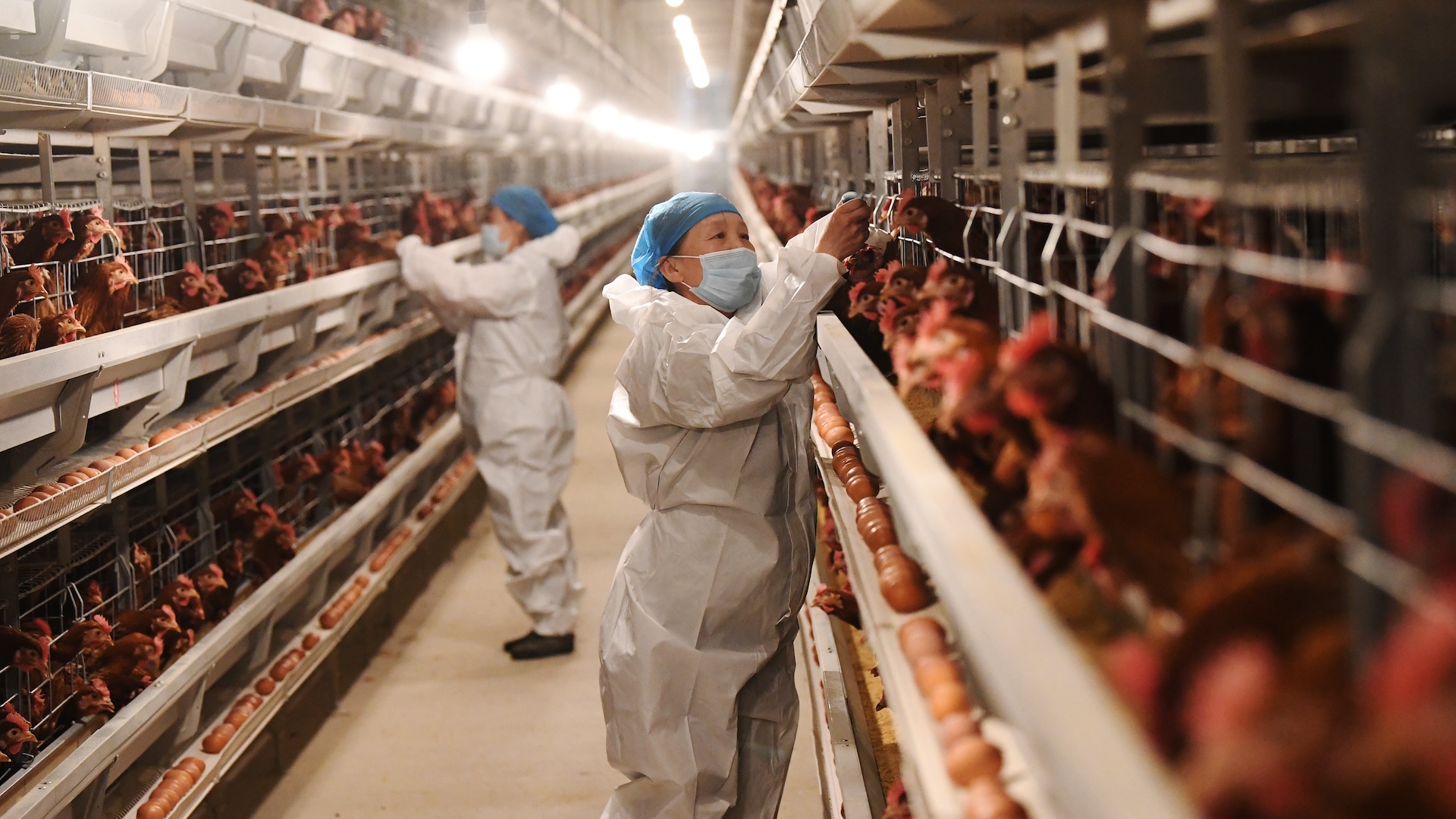 a photo of agricultural workers with chickens