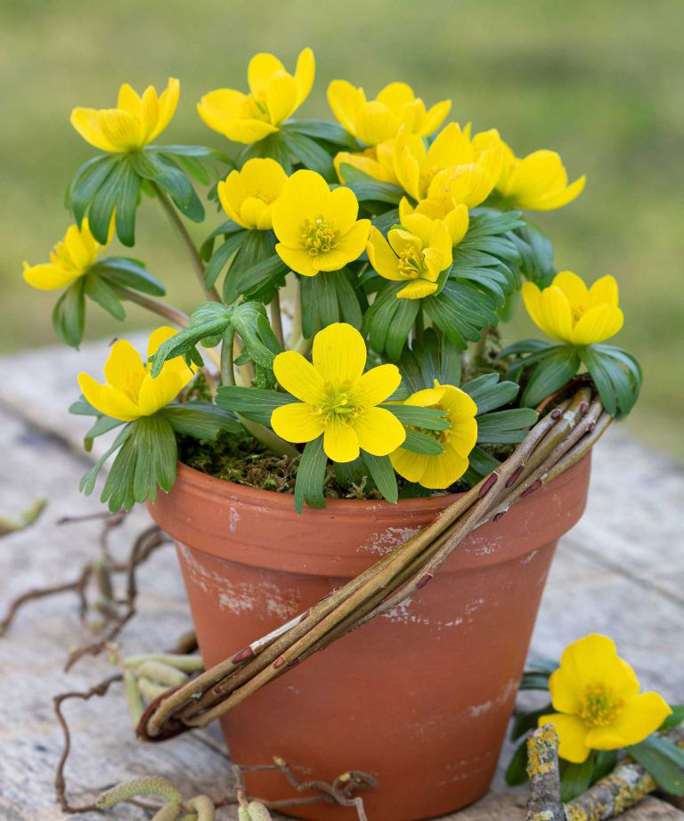 Winter aconites in pot