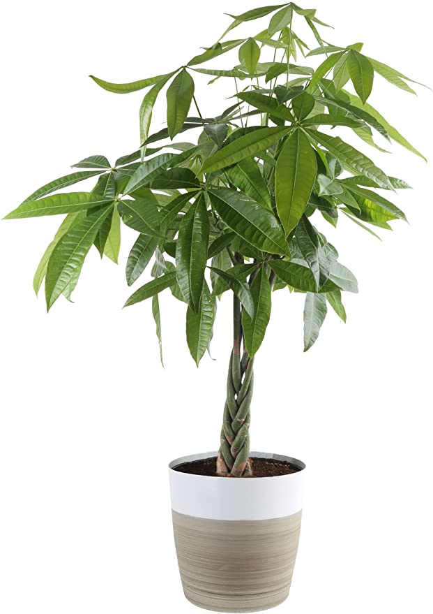 Costa Farms + Large Pachira Money Tree