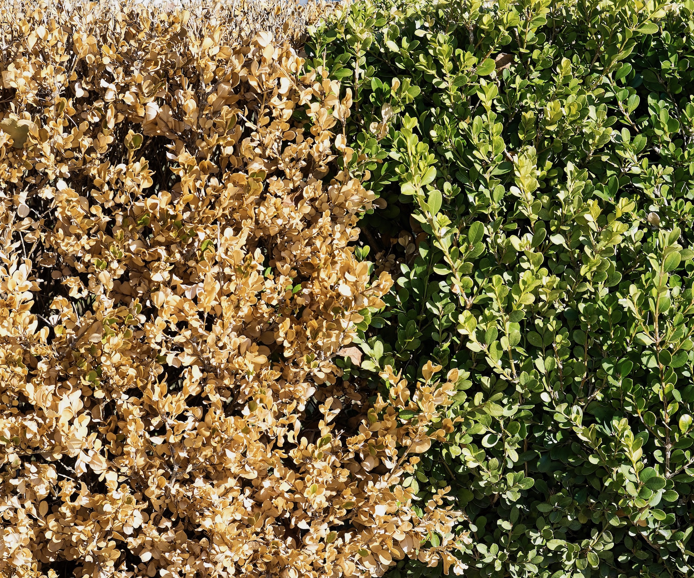 Boxwood hedge with half brown half green leaves