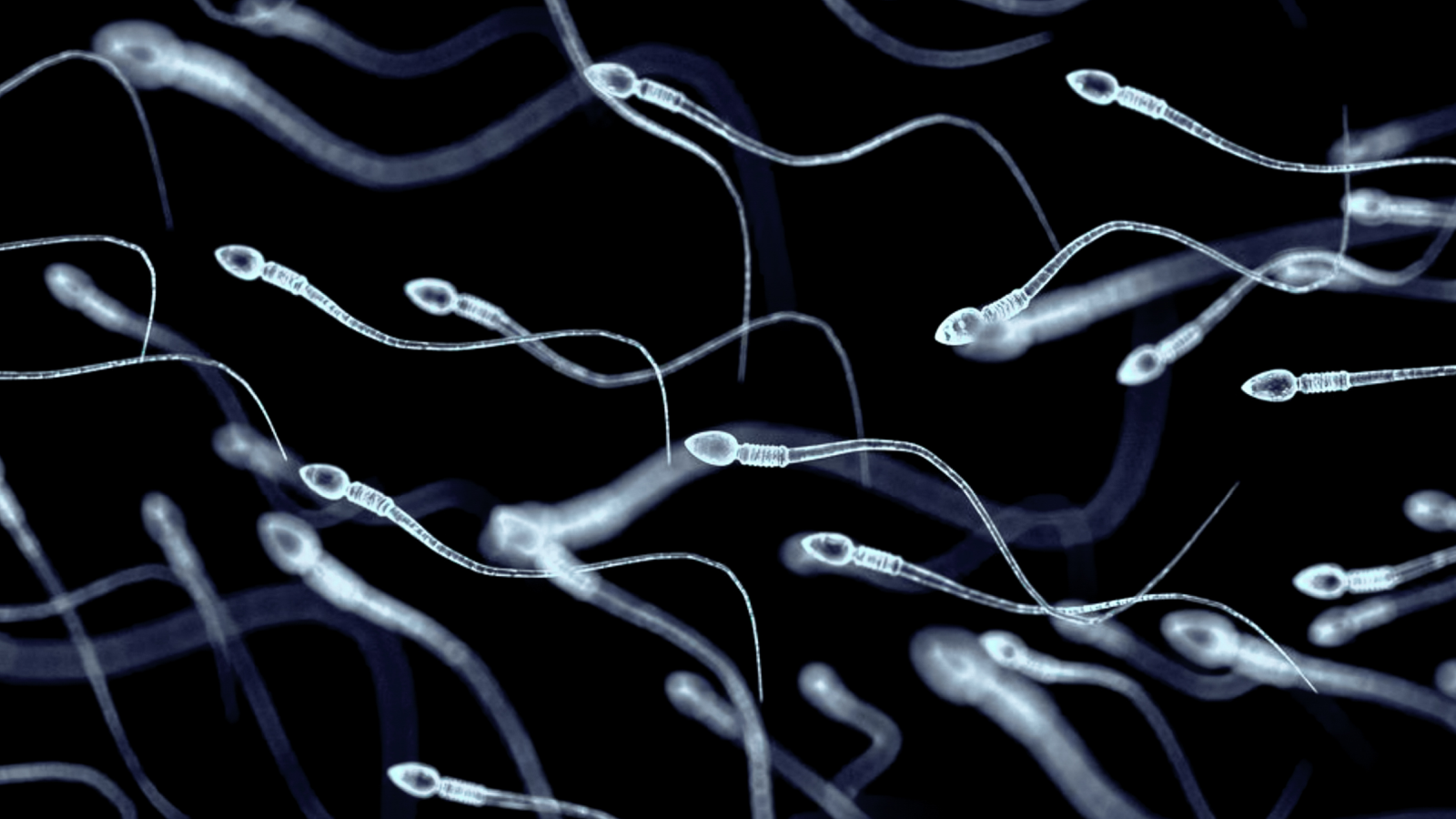 Spermatozoa, view under a microscope, illustration of the appearance of spermatozoa.