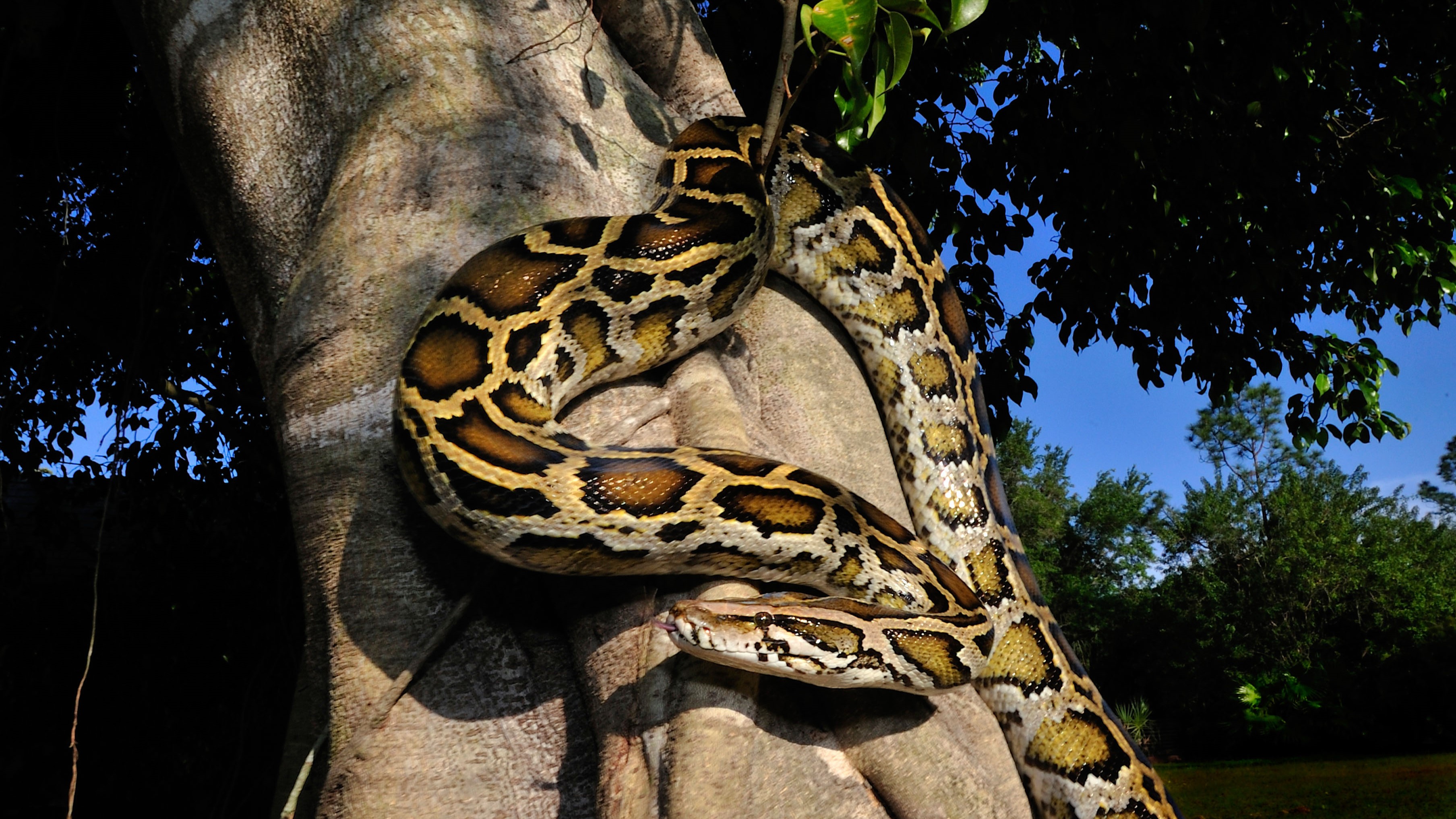 A Burmese python in Florida hangs from a tree branch at dusk.
